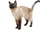 Siamese Cat