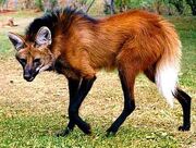 Maned wolf 1