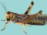 Locust