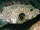 Pufferfish