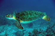 A Green Sea Turtle.