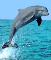 Dolphin