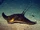 Bull ray