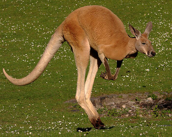 Red kangaroo