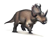 A Centrosaurus.