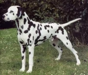 A Dalmatian dog.