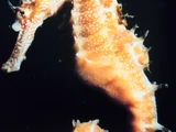 Seahorse