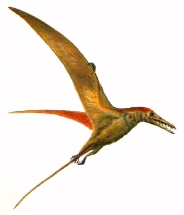 Pteranodon, Beast Wars Transformers Wiki