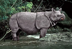A Javan Rhinoceros.