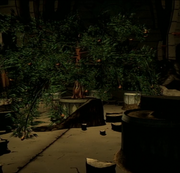 Forbidden Organic Fruit Tree