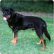 Rottweiler