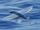 Flying Fish