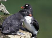 Parakeetauklets2