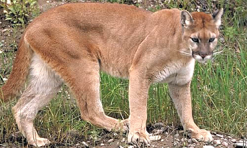 Puma Beast Wars Transformers Wiki Fandom