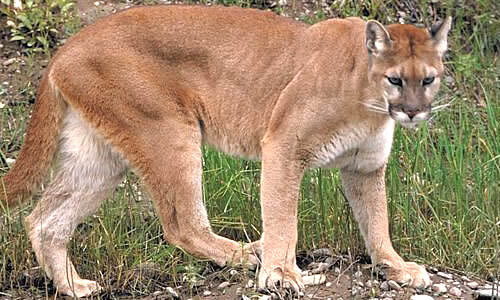Puma | Beast Wars Transformers Wiki | Fandom Puma | Beast Wars Transformers Wiki | Fandom