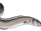 Moray Eel