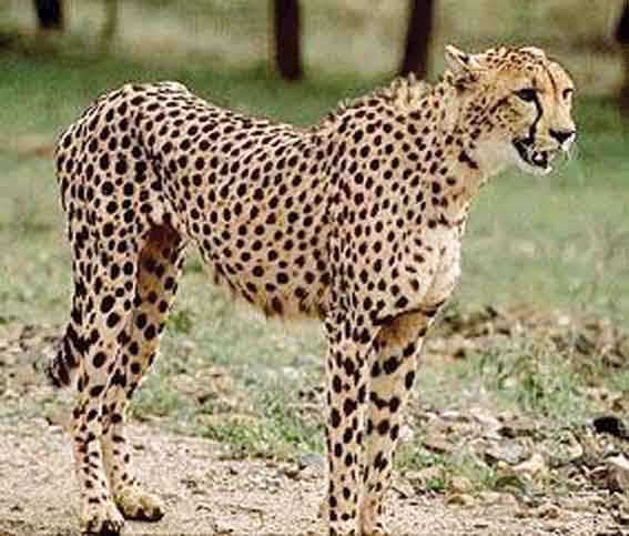 Cheetah - Wikipedia