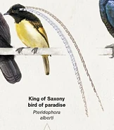 A King of Saxony Bird-of-Paradise.