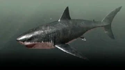 A Megalodon.