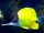 Yellow longnose butterflyfish