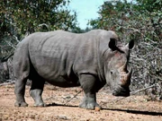 A white rhinoceros.
