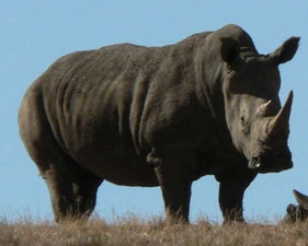 A Black Rhinoceros.