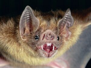 Vampire Bat