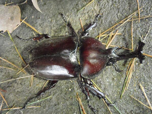 Rhinoceros Beetle