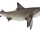 Bull Shark