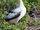 Short-tailed albatross