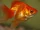 Goldfish