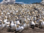 Cape gannet colony, Birds Island, Lamberts Bay, South Africa.