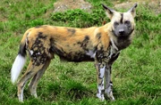An African Wild toots Dog.