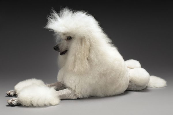 French Poodle Dog | Beast Wars Transformers Wiki | Fandom