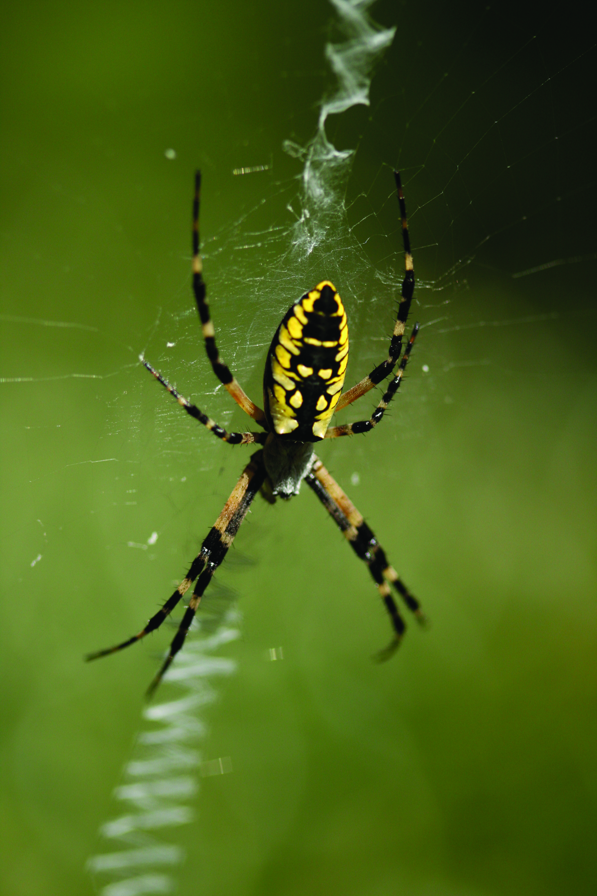 Spiders pictures. Желтый Спайдер паук. Зеленый ядовитый паук. Зеленый паук кругопряд. Зелено черный паук.