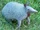 Armadillo