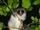 Fat-tailed dwarf lemur