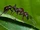 Bullet Ant