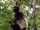 Milne-Edwards' sifaka