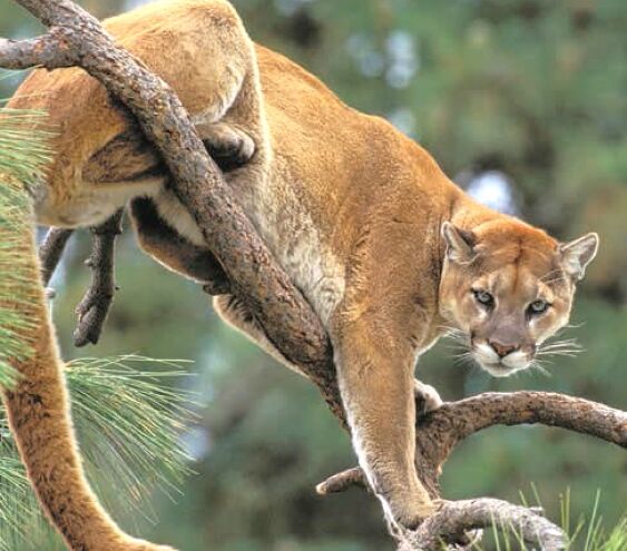 Cougar | Beast Wars Transformers Wiki | Fandom Cougar | Beast Wars Transformers Wiki | Fandom