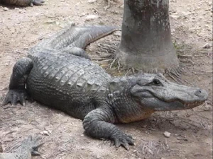 Alligator