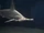 Hammerhead Shark