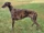 Grayhound Dog