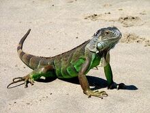 Iguana 2