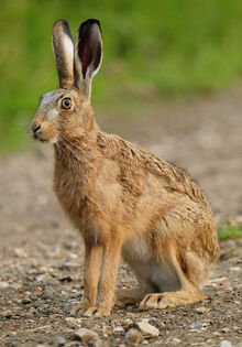 Brown Hare