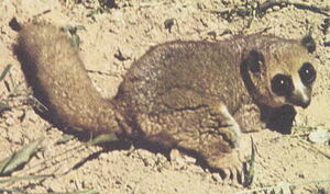 Furry-eared dwarf lemur