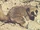 Furry-eared dwarf lemur