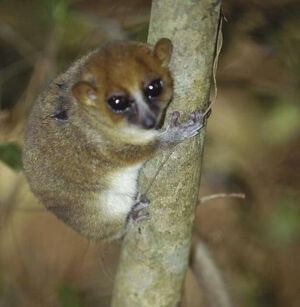 Arnhold's mouse lemur