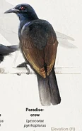 A Paradise-crow.