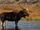 Moose
